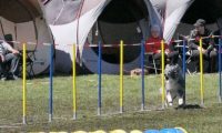 Agi_haag_30-04-2017698
