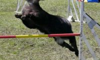 Agi_haag_30-04-2017757
