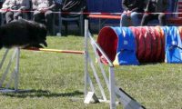 Agi_haag_30-04-2017769