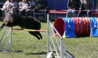 Agi_haag_30-04-2017770