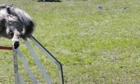 Agi_haag_30-04-2017777