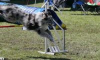 Agi_haag_30-04-2017780