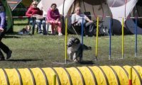 Agi_haag_30-04-2017788