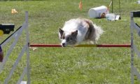 Agi_haag_30-04-2017811