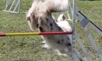 Agi_haag_30-04-2017815