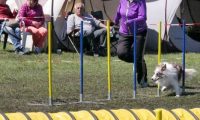 Agi_haag_30-04-2017825