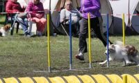 Agi_haag_30-04-2017826