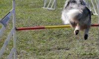 Agi_haag_30-04-2017839