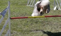 Agi_haag_30-04-2017840