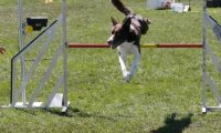 Agi_haag_30-04-2017862