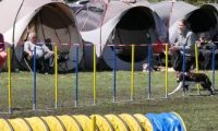 Agi_haag_30-04-2017867
