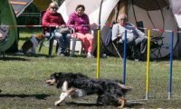 Agi_haag_30-04-2017890