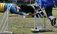 Agi_haag_30-04-2017891