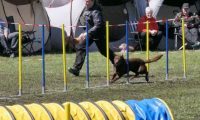 Agi_haag_30-04-2017911