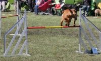 Agi_haag_30-04-2017917