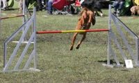 Agi_haag_30-04-2017918