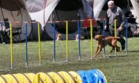 Agi_haag_30-04-2017921