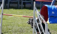Agi_haag_30-04-2017939