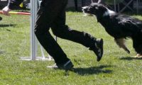 Agi_haag_30-04-2017940