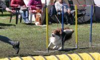 Agi_haag_30-04-2017945