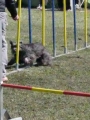 Agi_haag_30-04-2017105