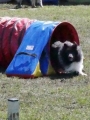 Agi_haag_30-04-2017121 Agi_haag_30-04-2017121