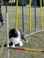 Agi_haag_30-04-2017131