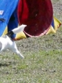 Agi_haag_30-04-2017255 Agi_haag_30-04-2017255