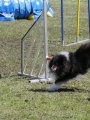 Agi_haag_30-04-2017324