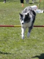 Agi_haag_30-04-2017664 Agi_haag_30-04-2017664