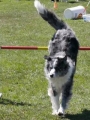 Agi_haag_30-04-2017665 Agi_haag_30-04-2017665