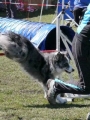 Agi_haag_30-04-2017667 Agi_haag_30-04-2017667