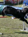 Agi_haag_30-04-2017707