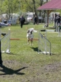 Agi_haag_30-04-2017738 Agi_haag_30-04-2017738