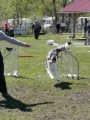 Agi_haag_30-04-2017740 Agi_haag_30-04-2017740