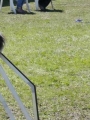 Agi_haag_30-04-2017777 Agi_haag_30-04-2017777