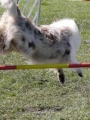 Agi_haag_30-04-2017814