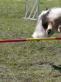 Agi_haag_30-04-2017840