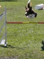 Agi_haag_30-04-2017861