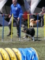 Agi_haag_30-04-2017888