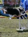 Agi_haag_30-04-2017891