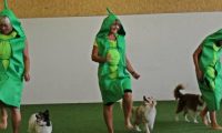 IMG_DD-2018-111
