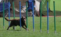IMG_moosen_2018_301