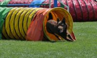 IMG_moosen_2018_304