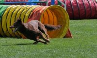 IMG_moosen_2018_306