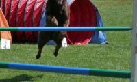 IMG_moosen_2018_309