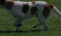 IMG_moosen_2018_312