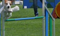 IMG_moosen_2018_315