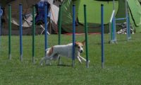 IMG_moosen_2018_325