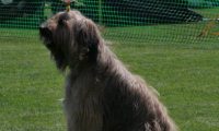 IMG_moosen_2018_332